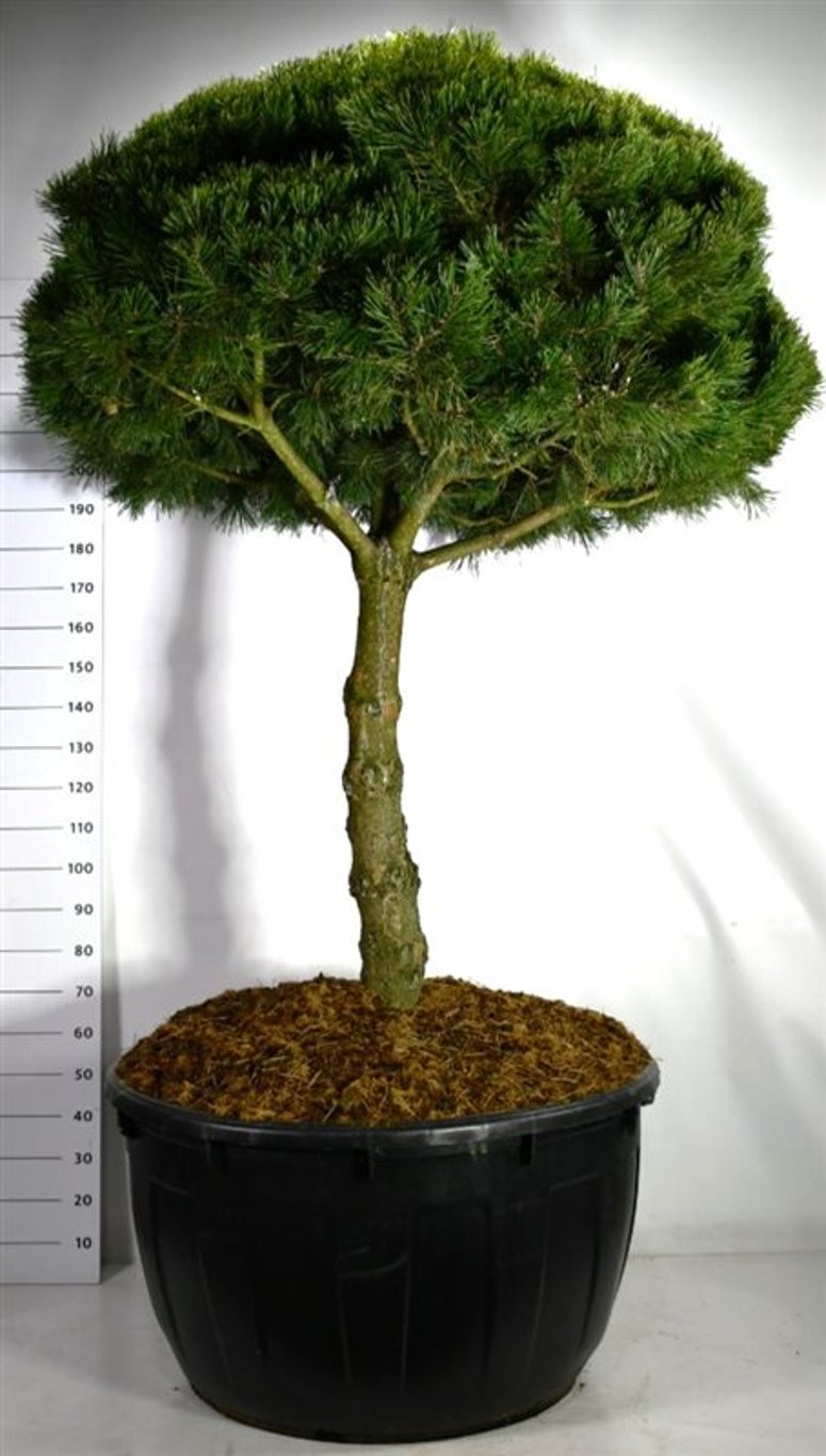 Bergtall – Pinus mugo &