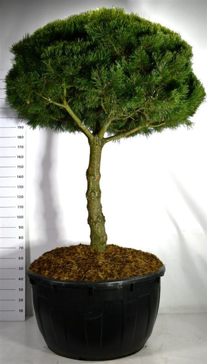 Bergtall – Pinus mugo &