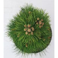Svarttall – Pinus nigra 'Green Tower' - C13 60-70 cm.