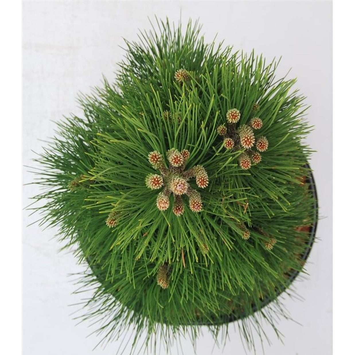 Svarttall – Pinus nigra 'Green Tower' - C13 60-70 cm.