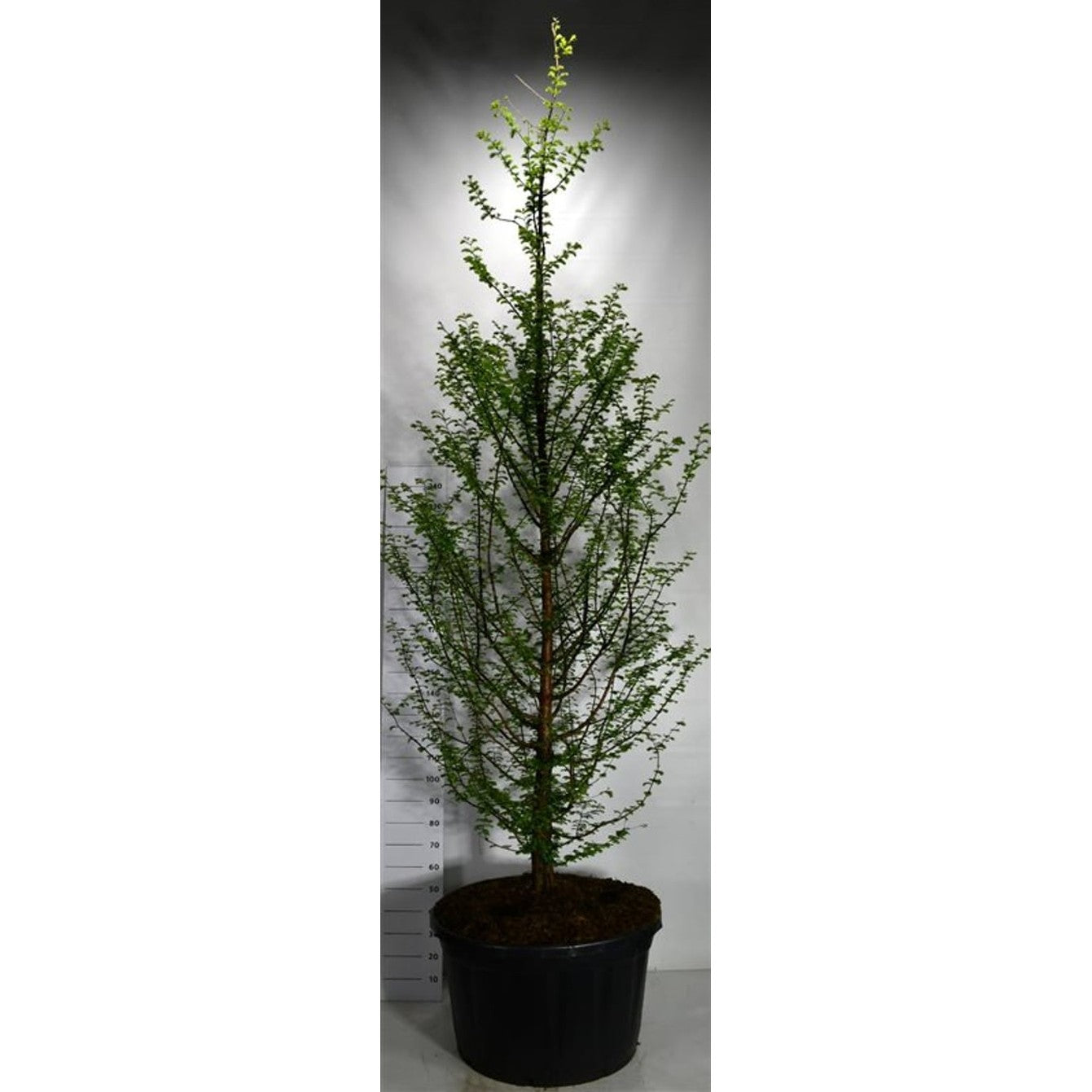 Kinesisk sekvoja – Metasequoia glyptostroboides - 300-350 CM in Cont.