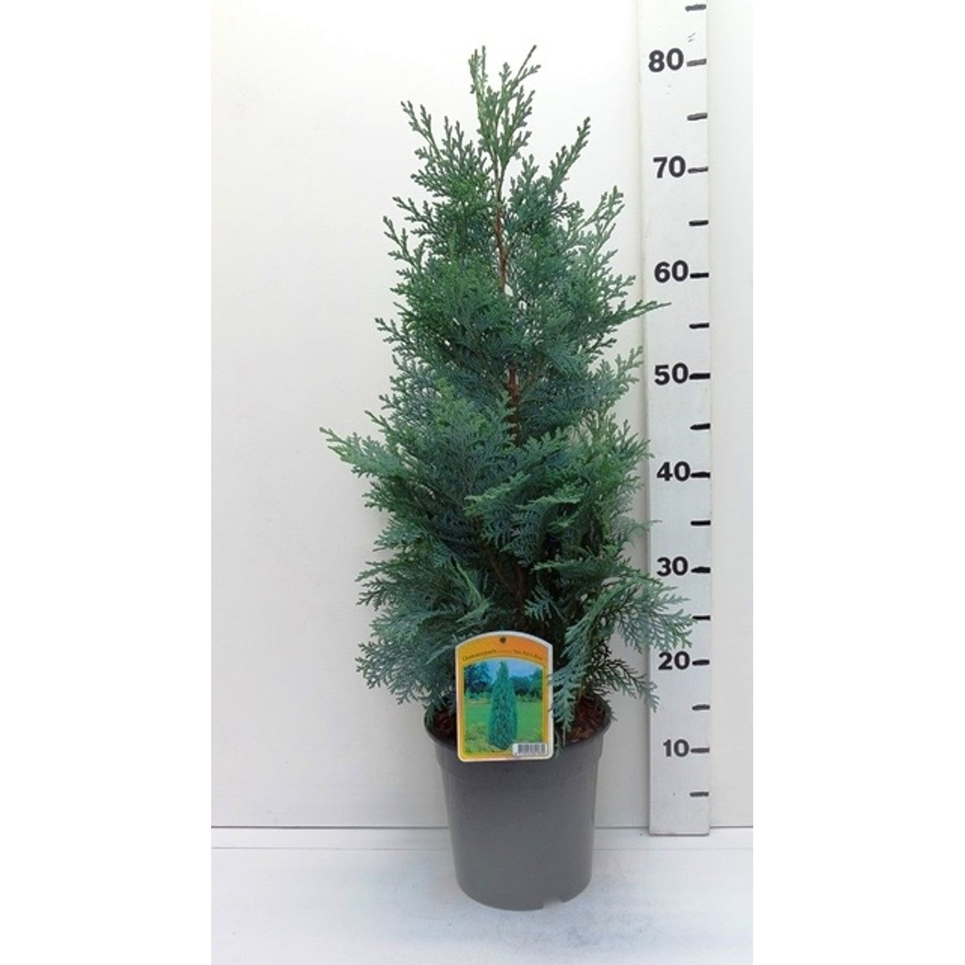 Ädelcypress – Chamaecyparis lawsoniana 'Pelt's Blue' - C3 50-60 CM