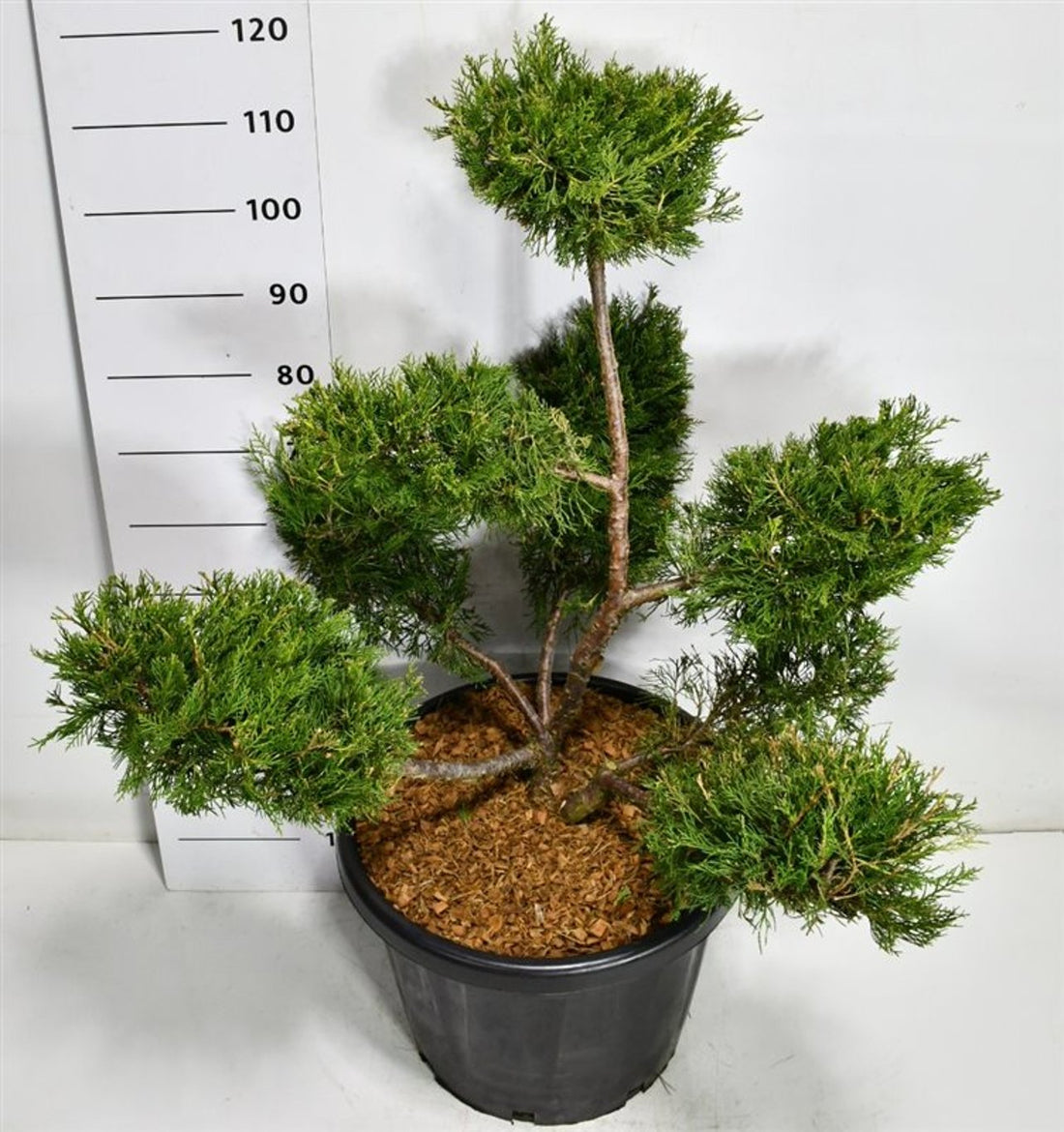 Kinesisk en – Juniperus chinensis &