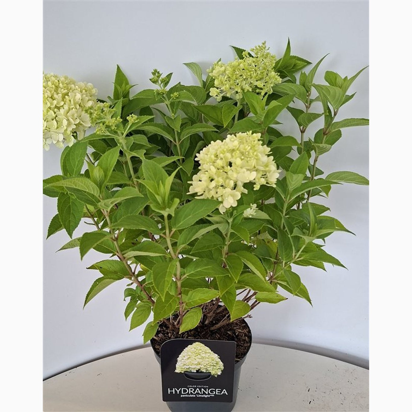 Syrenhortensia – Hydrangea paniculata 'Limelight' - C3 30-40 CM