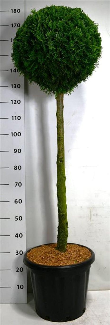 Thuja – Thuja occidentalis &