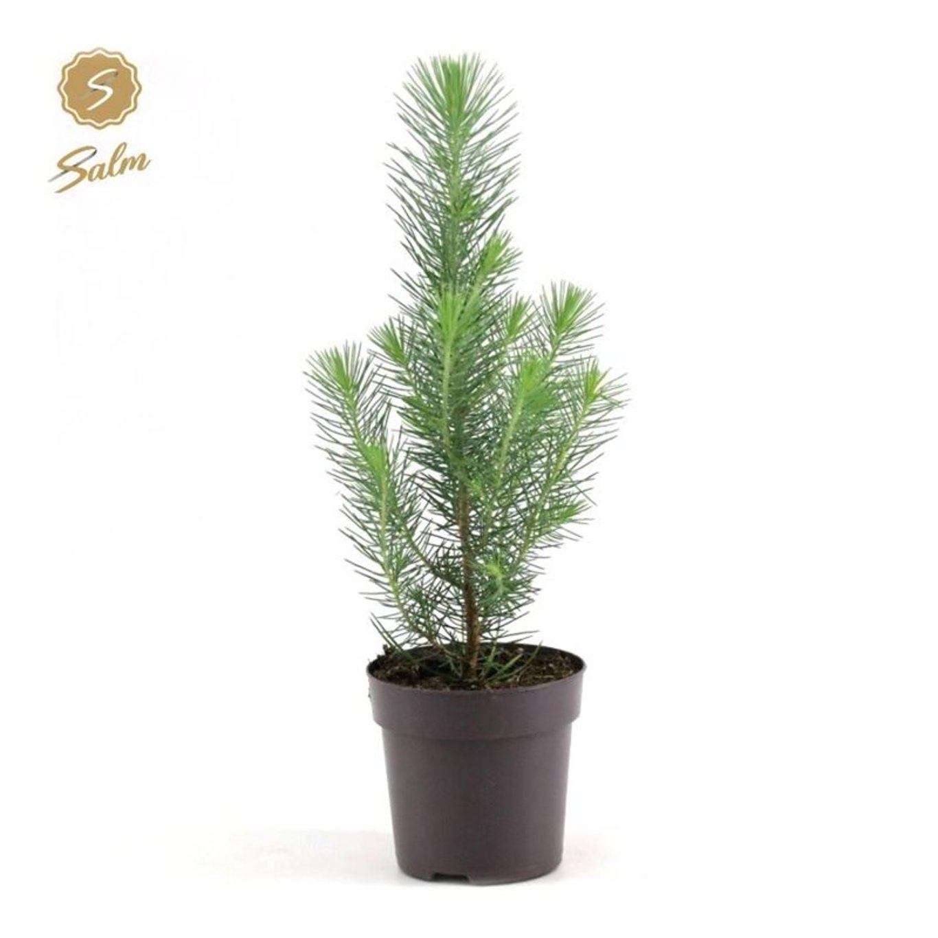 Stenfura – Pinus pinea 'Silver Crest' - P10,5