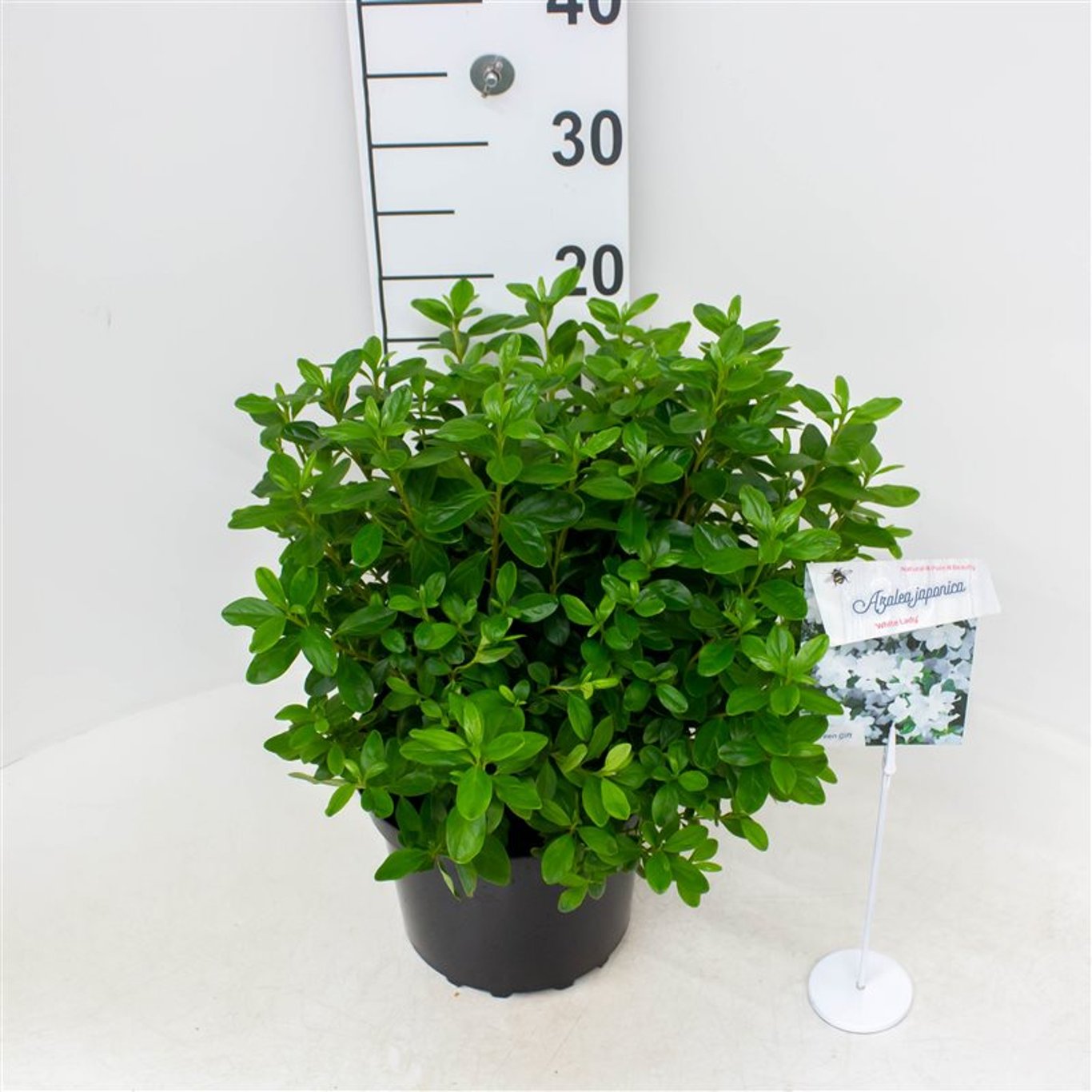 Rhododendron – Rhododendron (AI); 'White Lady' - C4 25-30 CM