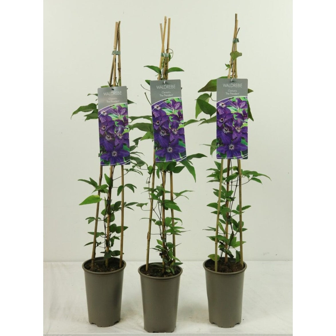 Klematis – Clematis 'The President' - C2 60-80 CM Stick