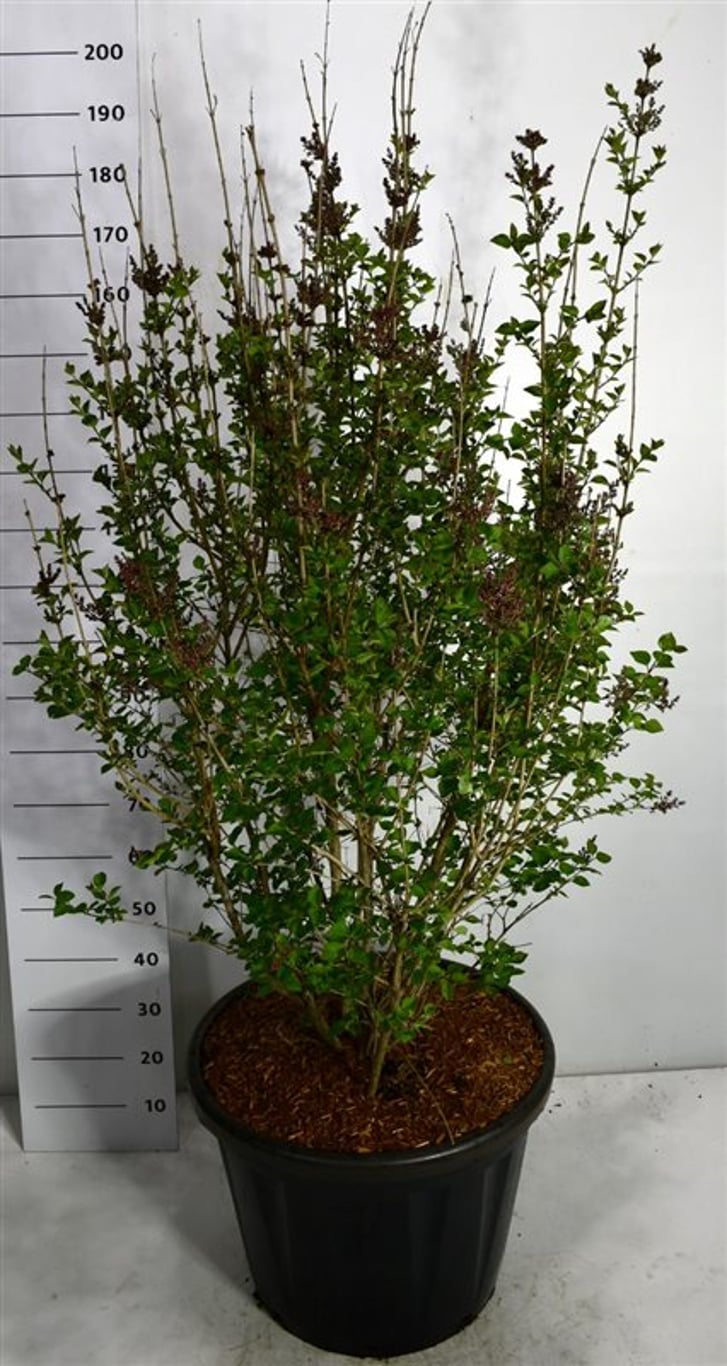 Syren – Syringa &