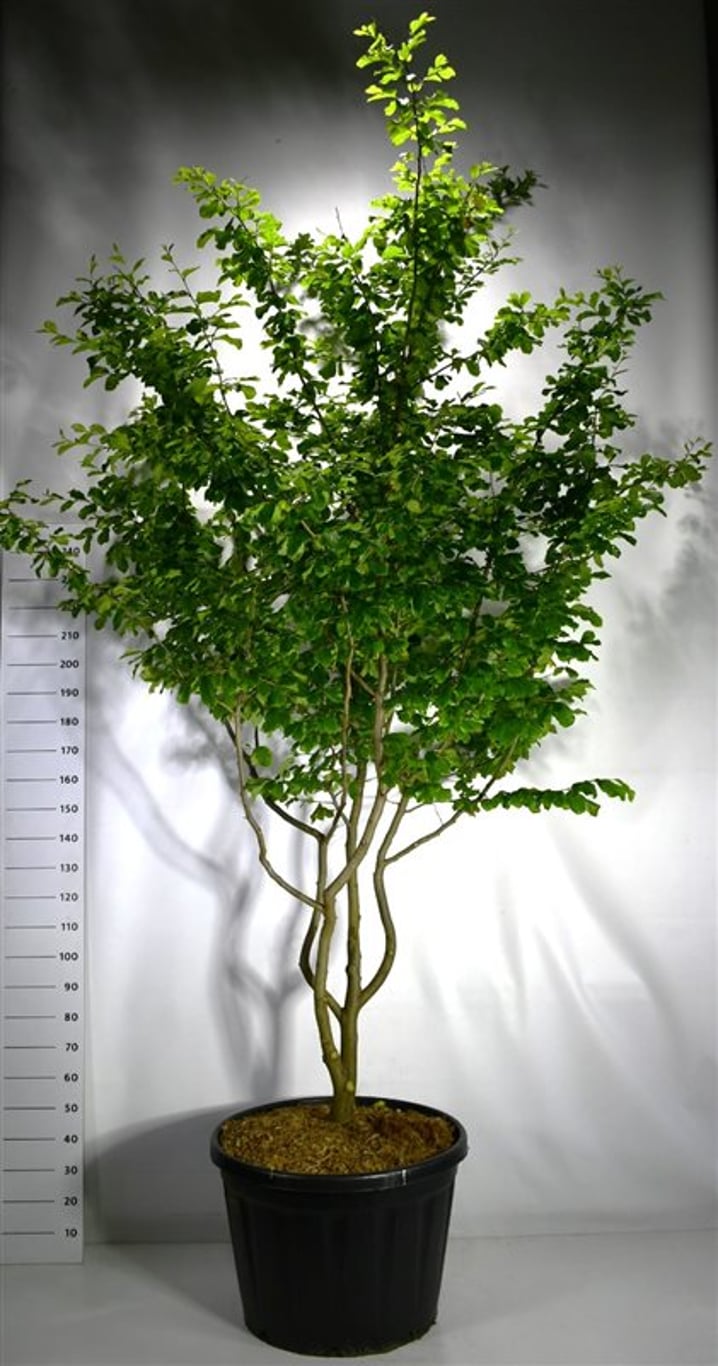 Persiskt järnträd – Parrotia persica 'Vanessa' - C180 200-250 cm. Meerstammig