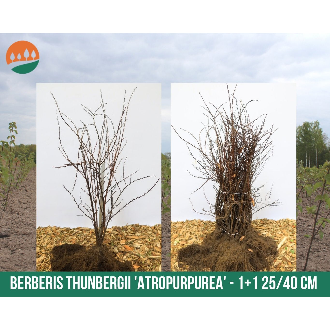 Berberis – Berberis thunb. 'Atropurpurea' - 25-40 CM bare root 1/1