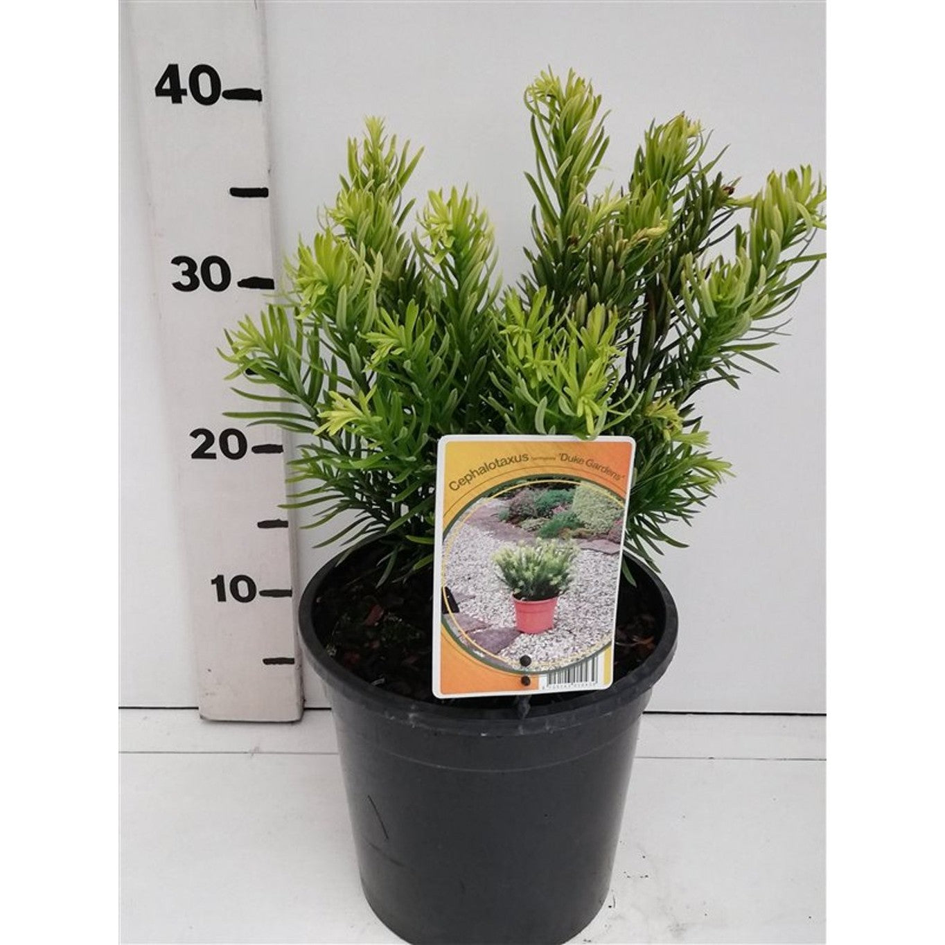 Plommonidegran – Cephalotaxus harringtonii 'Duke Gardens' - C3 20-25 CM