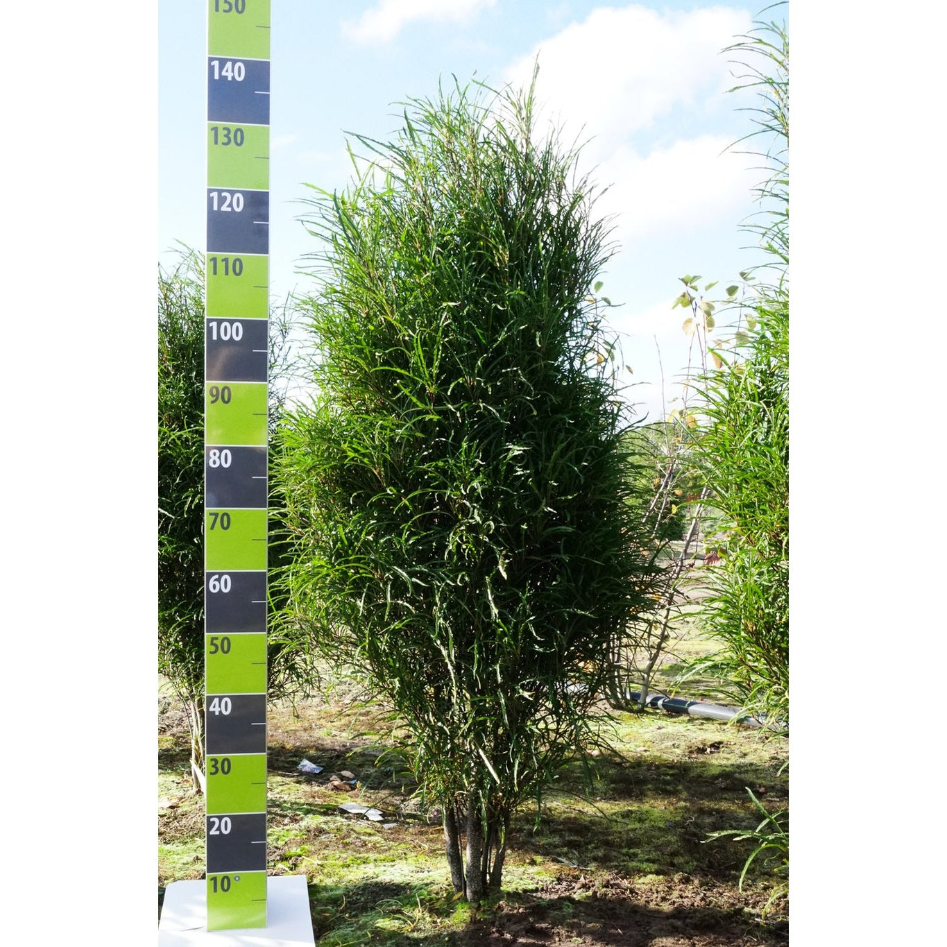 Brakved – Frangula alnus 'Fine Line'® - 100-125 CM RB