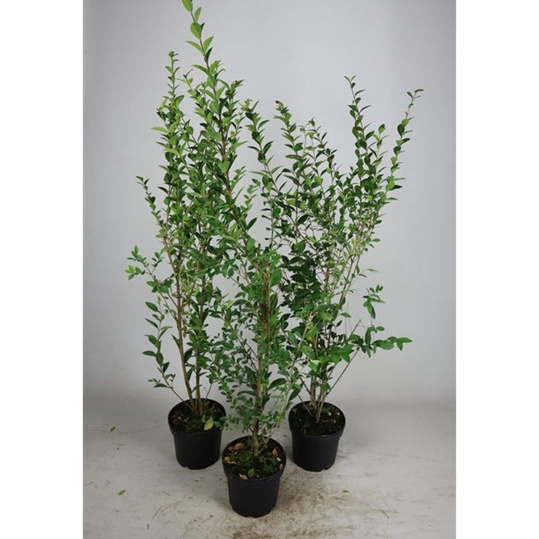 Liguster – Ligustrum ovalifolium - C5 80-100 CM