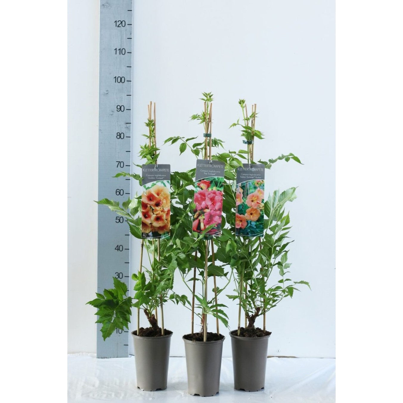 Trumpetranka – Campsis tagliabuana 'Indian Summer' - C2 60-80 CM Stick