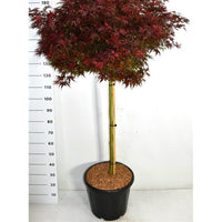 Japansk lönn – Acer palmatum 'Shaina' - C35 90 cm. Stam