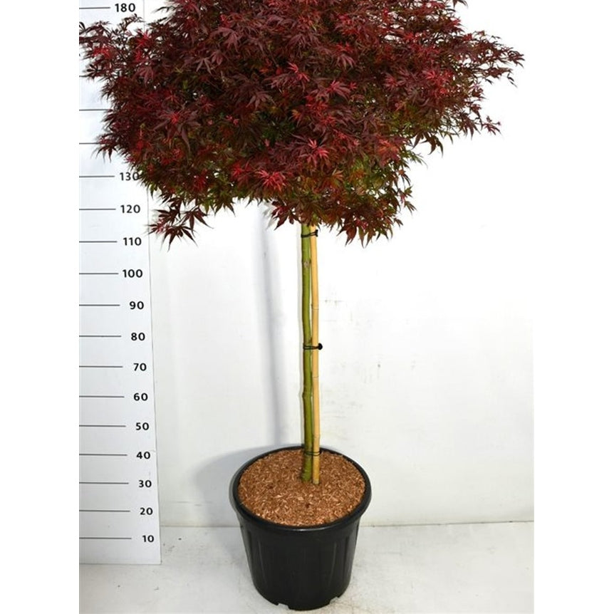 Japansk lönn – Acer palmatum 'Shaina' - C35 90 cm. Stam