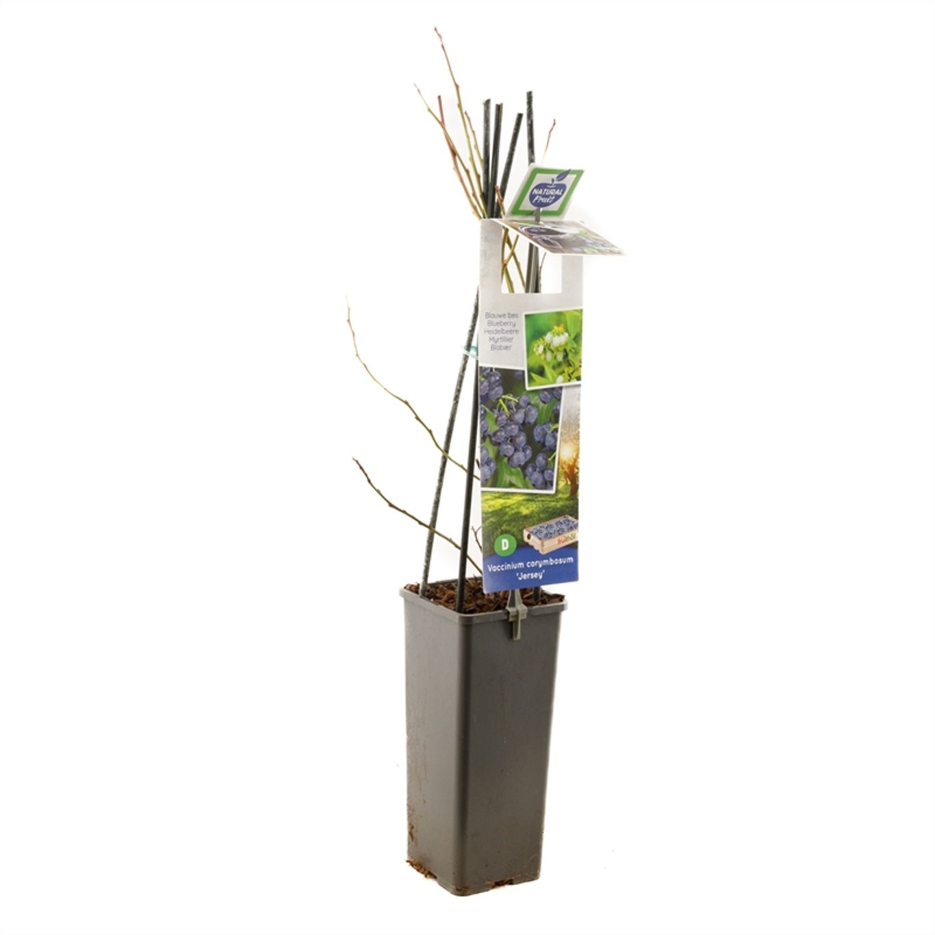 Trädgårdsblåbär – Vaccinium corymbosum 'Jersey' - C2 50-60 CM