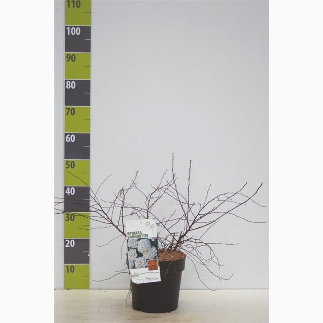 Brudspirea – Spiraea vanhouttei &