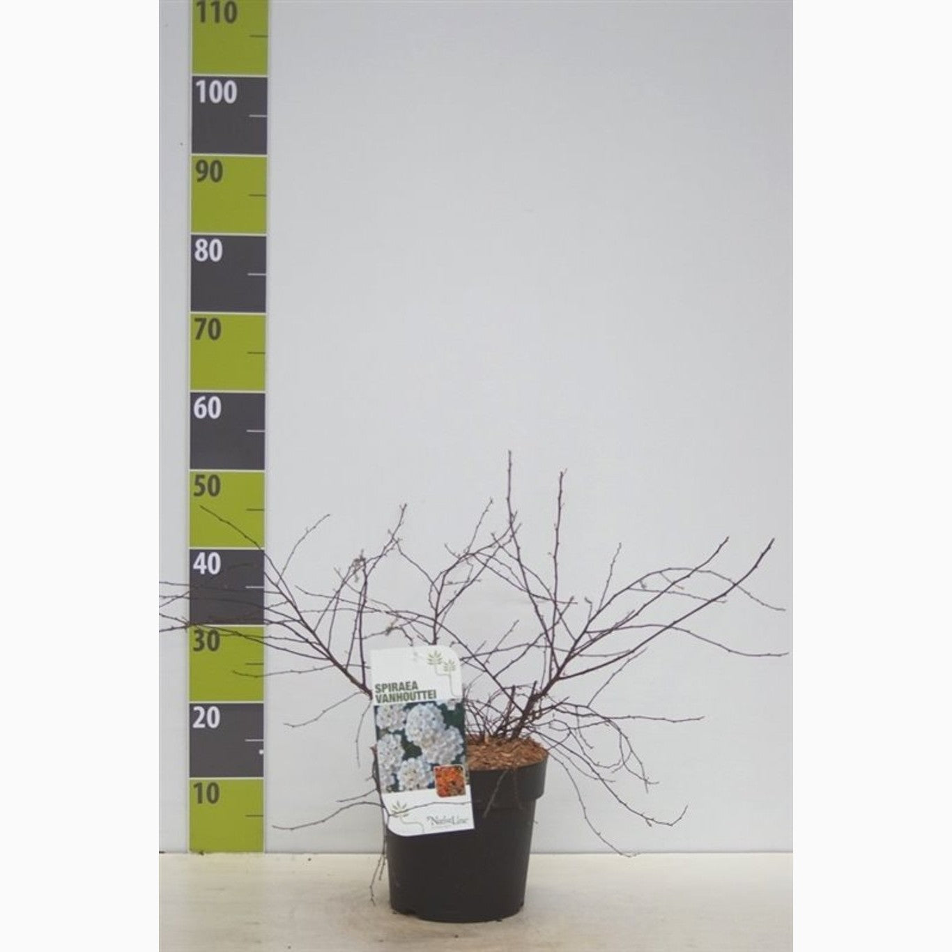 Brudspirea – Spiraea vanhouttei 'Gold Fountain' - C4,6 40-60 CM