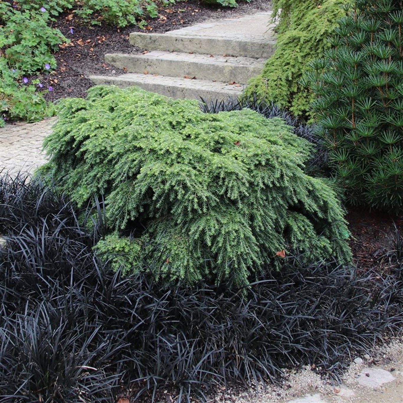 Hemlock – Tsuga canadensis 'Jeddeloh' - C3 25-30 CM