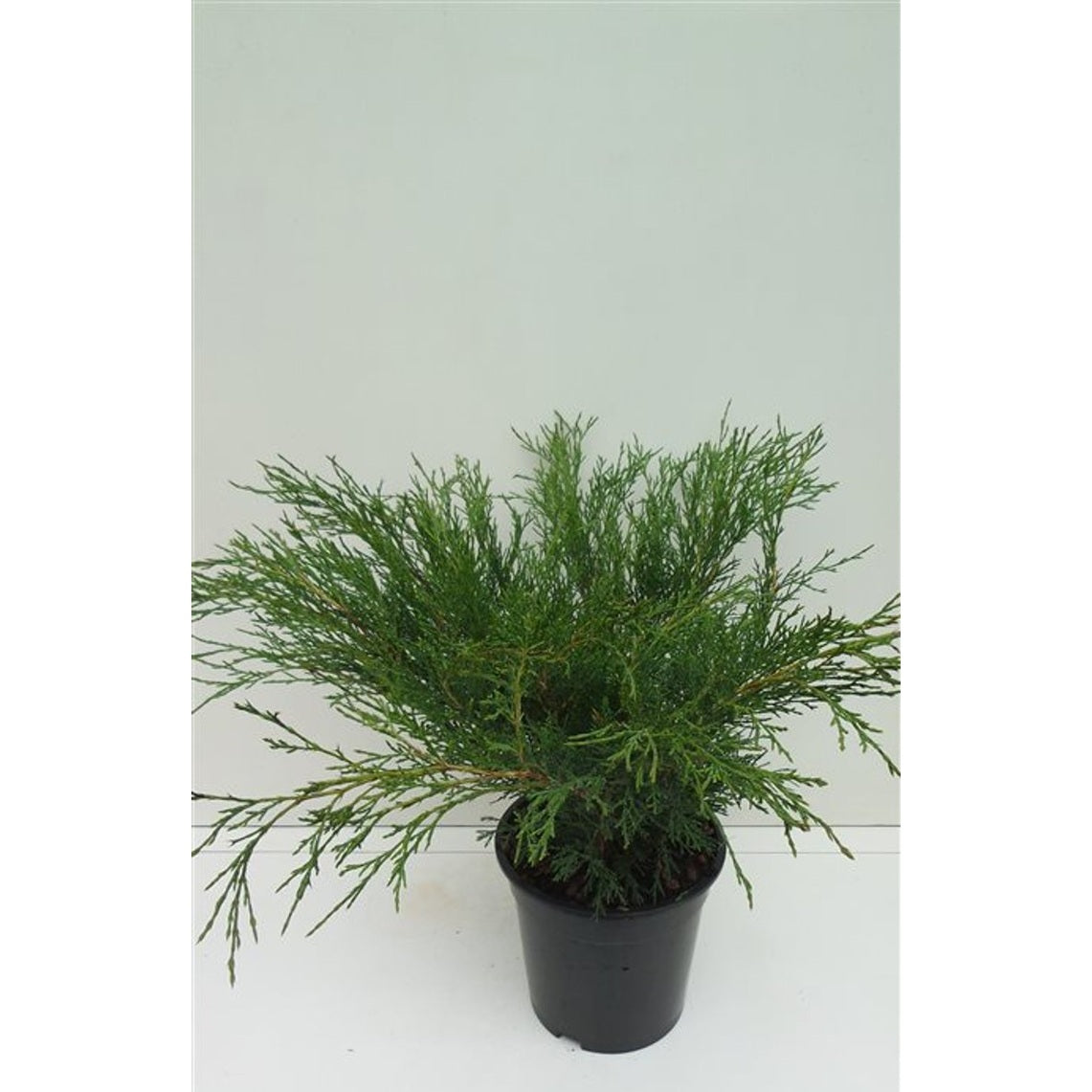 Sabina-en – Juniperus sabina - C3 40-50 CM