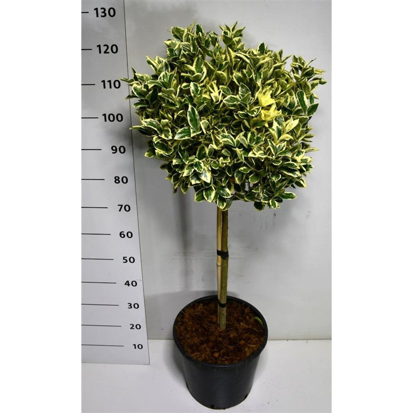 Japansk benved – Euonymus japonicus 'Bravo' - 60 CM Stem C20