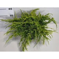 Himalaya-en – Juniperus squamata 'Holger' - C5 40-50 cm.