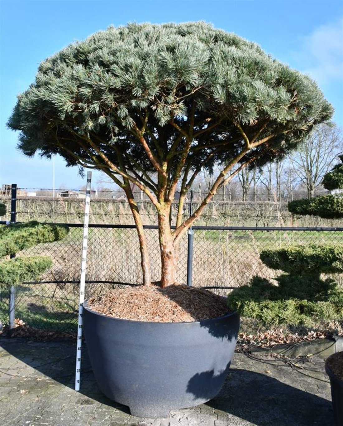 Tall – Pinus sylvestris &