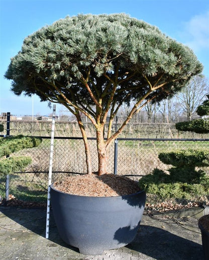Tall – Pinus sylvestris &