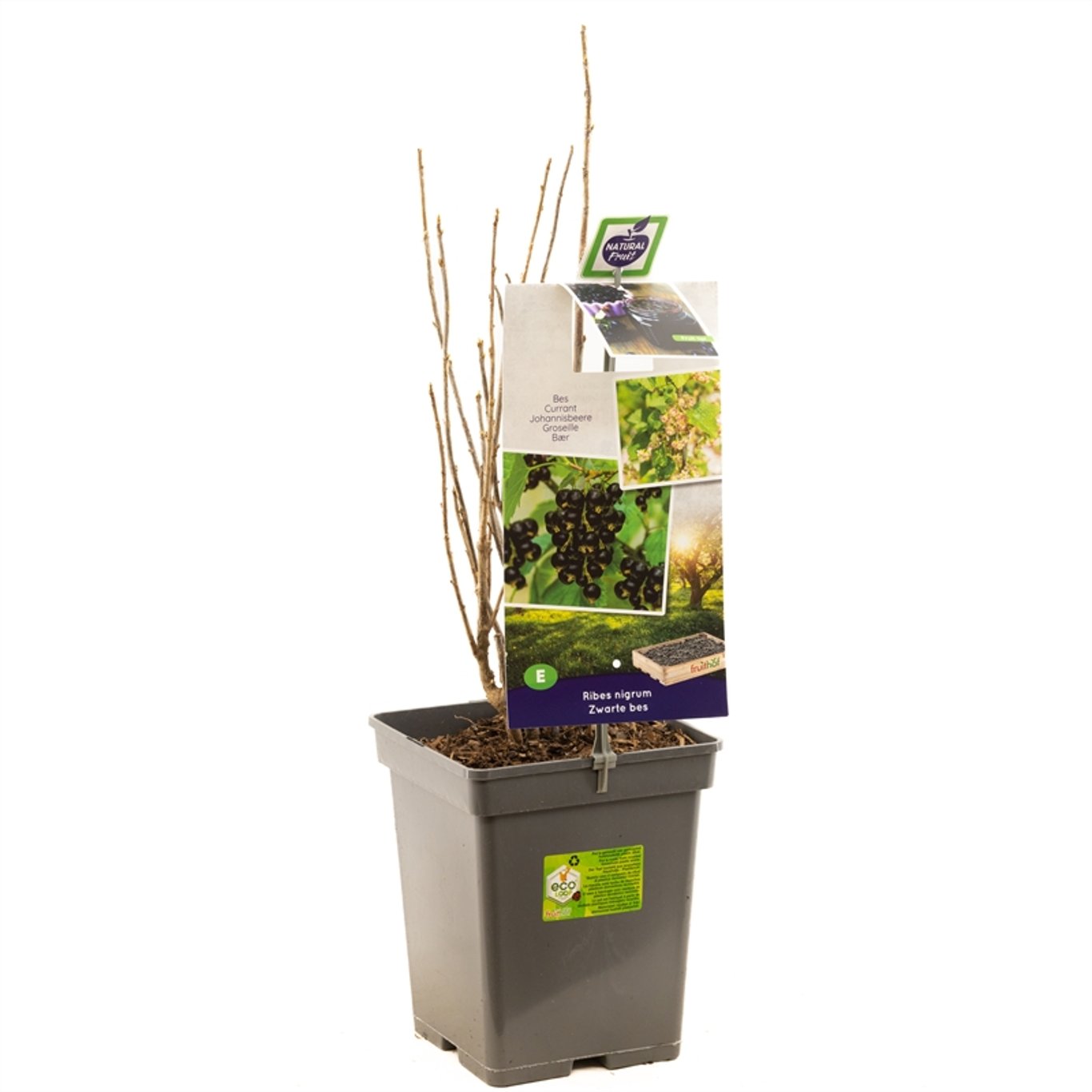 Svartvinbär – Ribes nigrum 'Titania' - C5 50-60 CM