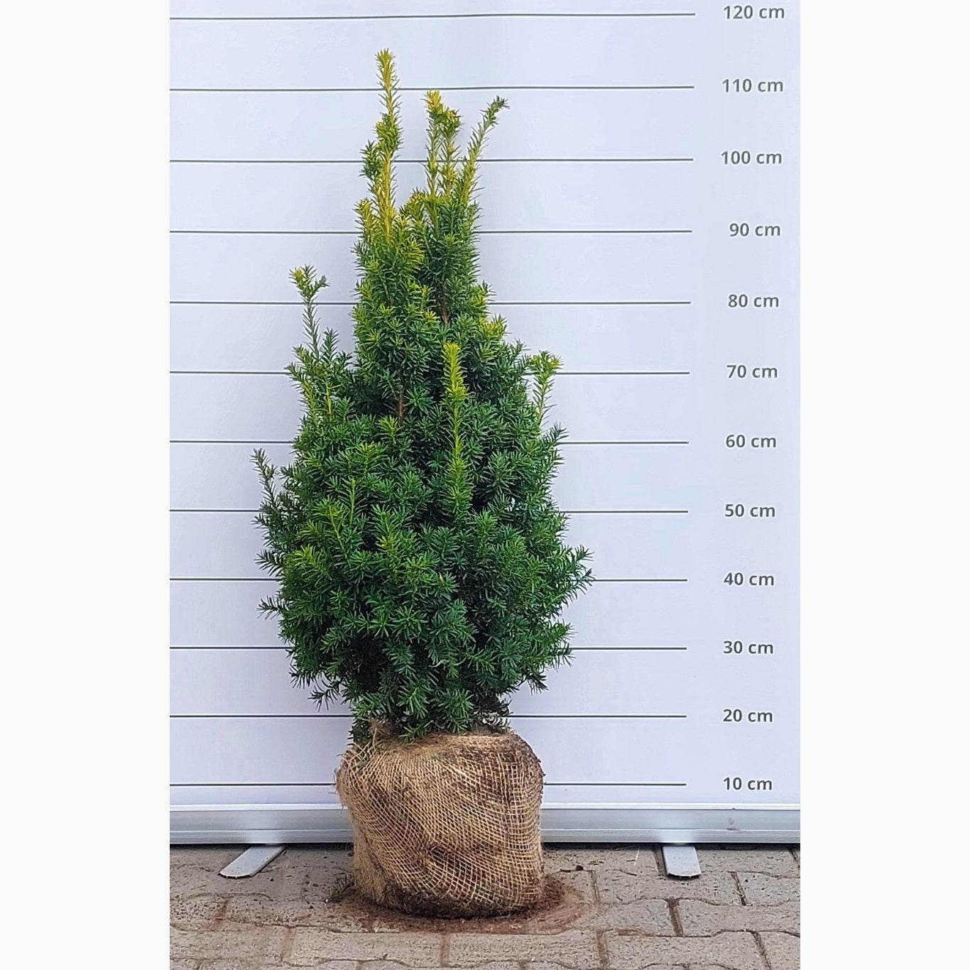 Idegran – Taxus baccata 'Judith' - 80-100 CM RB