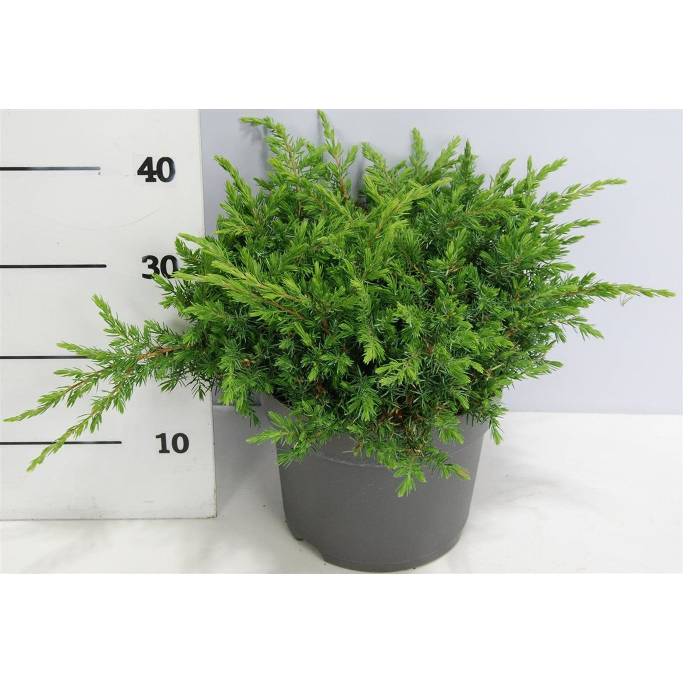 Strand-en – Juniperus conferta 'Schlager' - C7.5 40-50 cm.