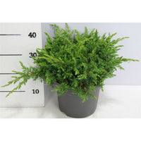 Strand-en – Juniperus conferta 'Schlager' - C7.5 40-50 cm.