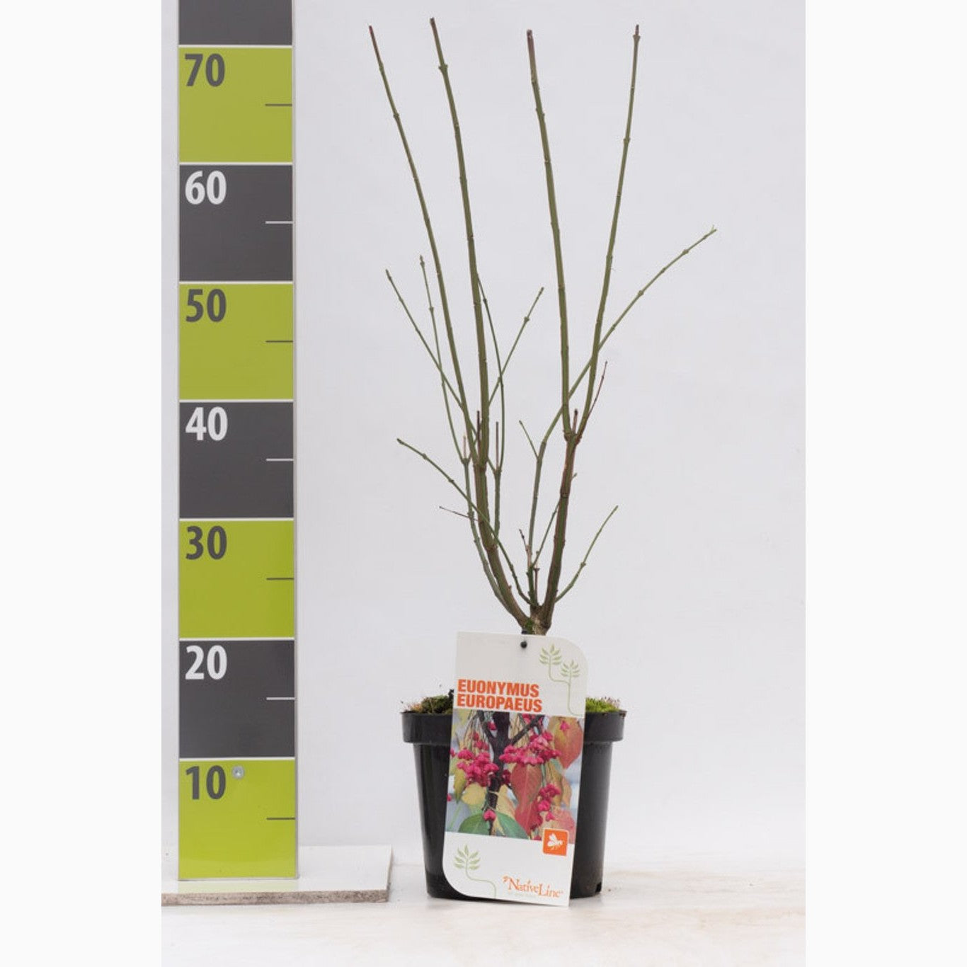 Benved – Euonymus europaeus - C3 40-60 CM