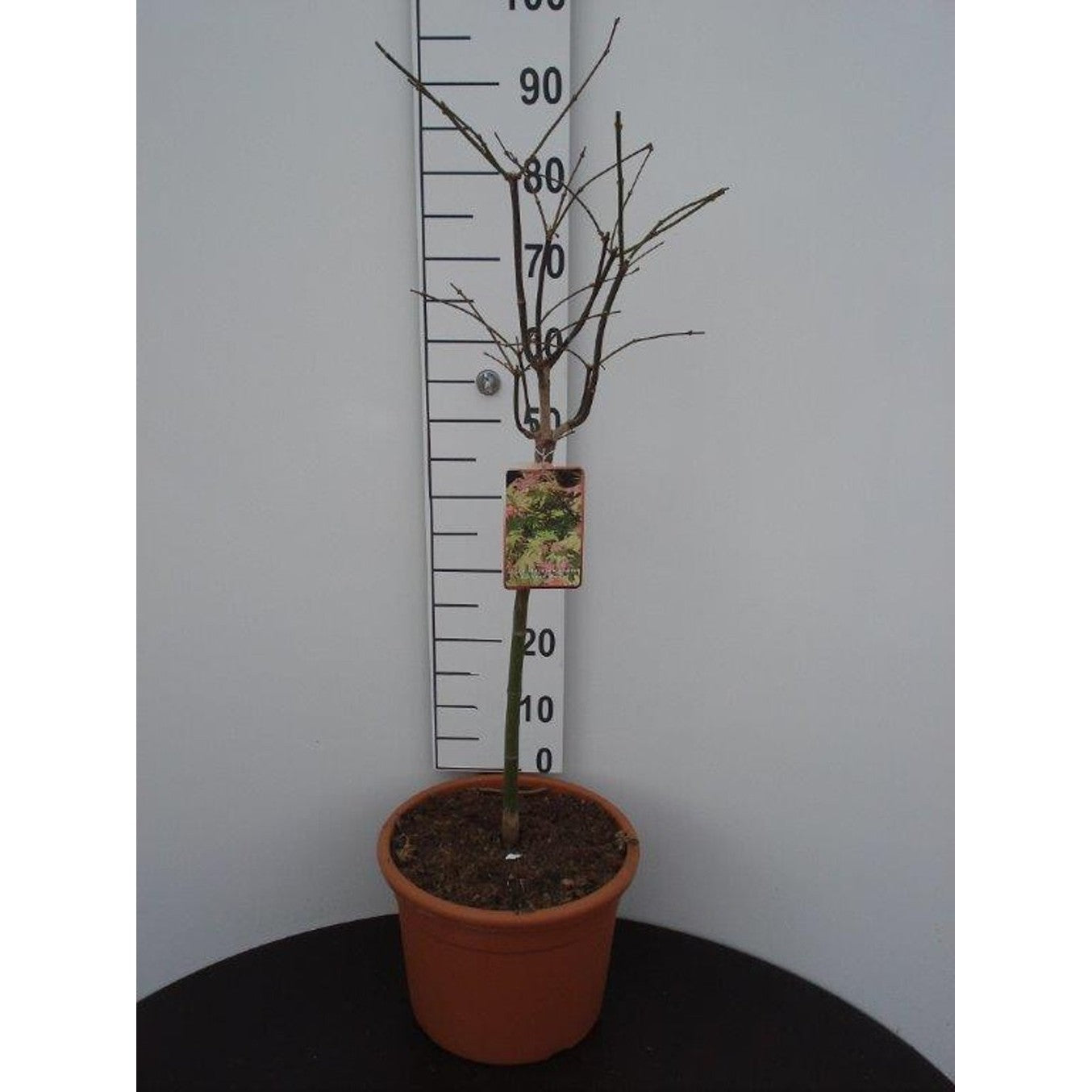 Japansk lönn – Acer shirasawanum 'Autumn Moon' - 60 CM Stem C15