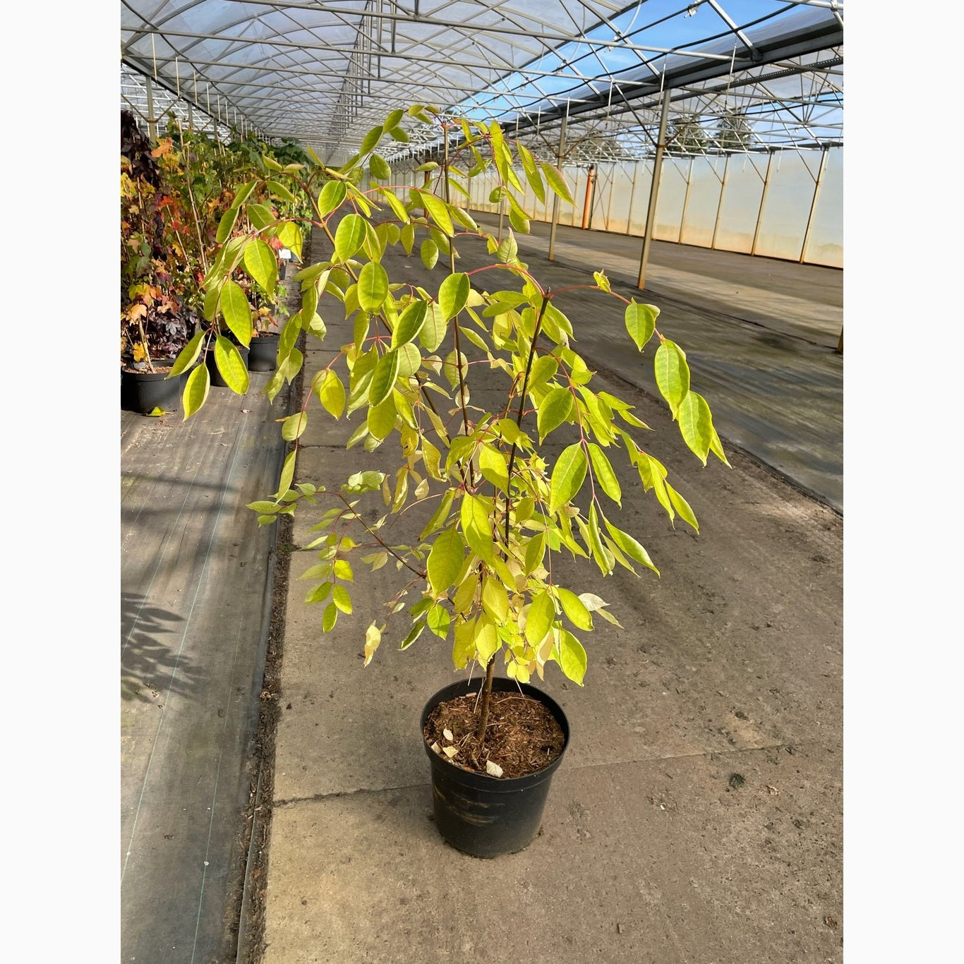 Honungsask – Tetradium daniellii hupehensis - C12 100-125 CM