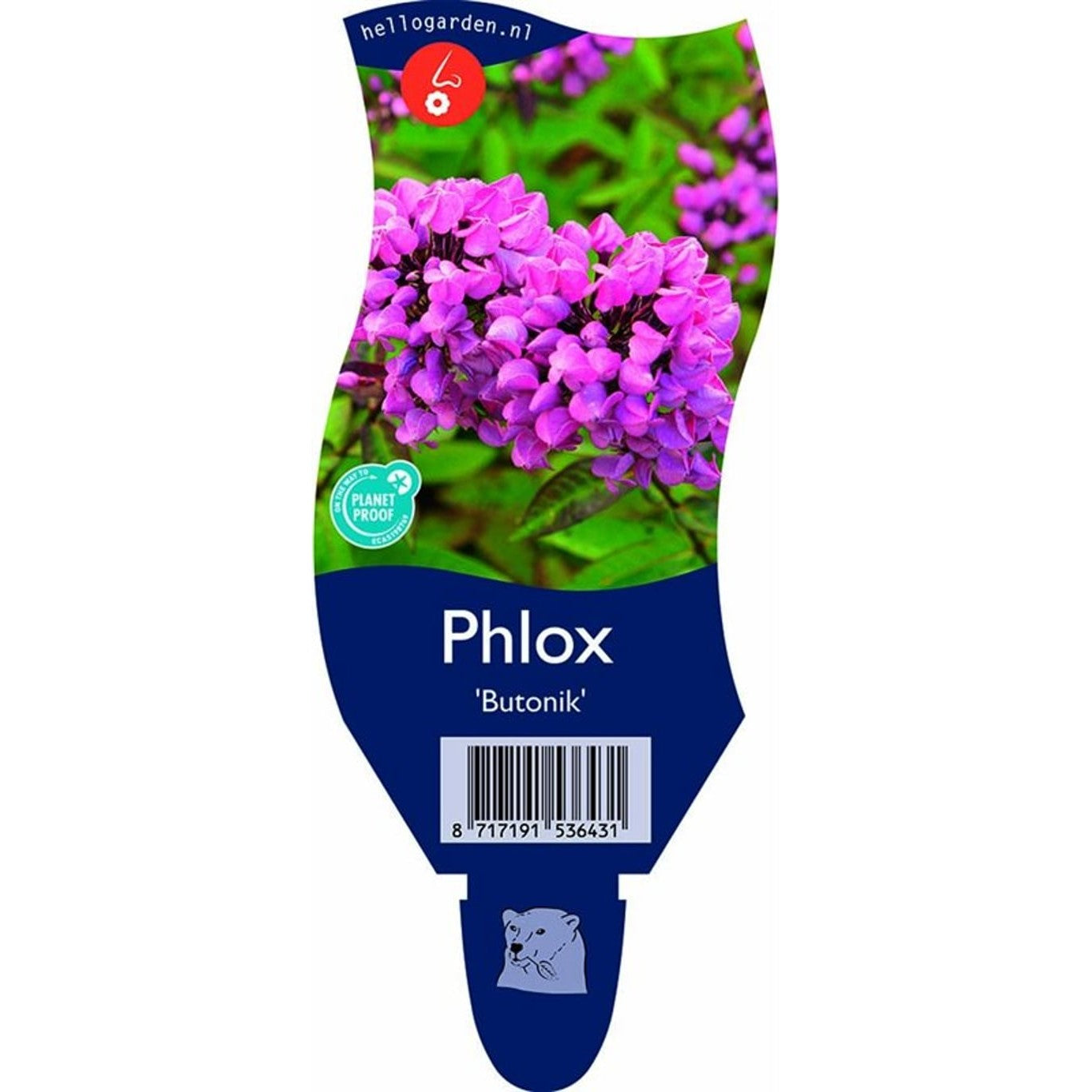 Höstflox – Phlox paniculata 'Butonik' - P11