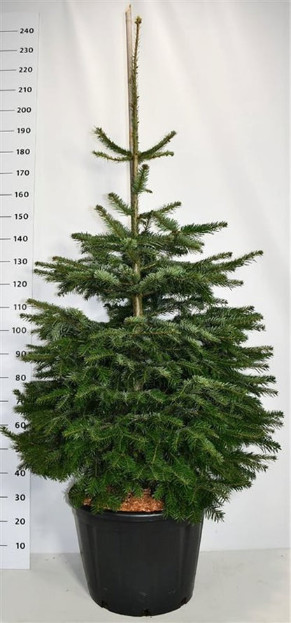 Nordmannsgran – Abies nordmanniana - C65 125-150 cm.