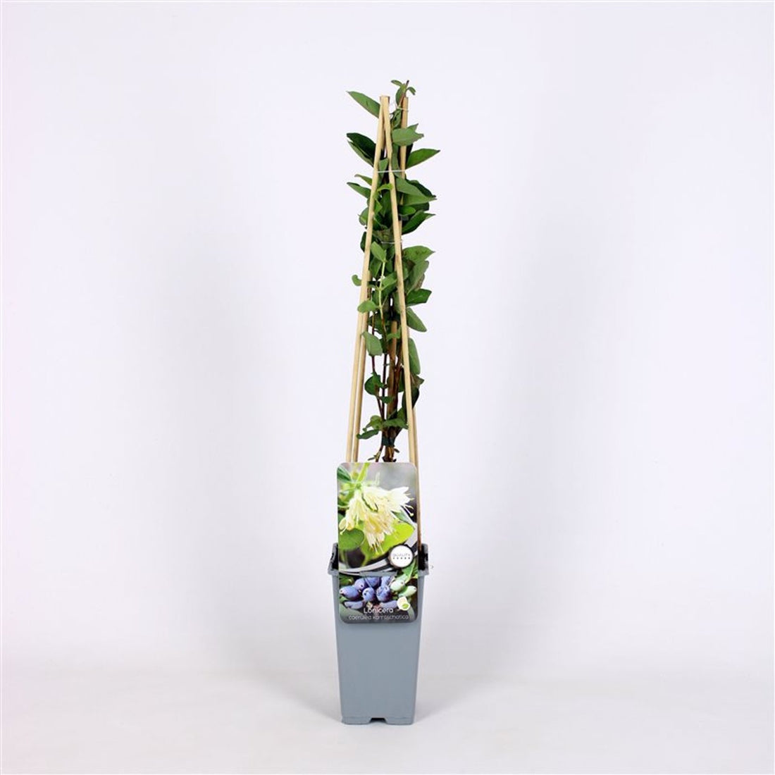 Kaprifol – Lonicera caerulea kamtschatica - C2 70/+ CM