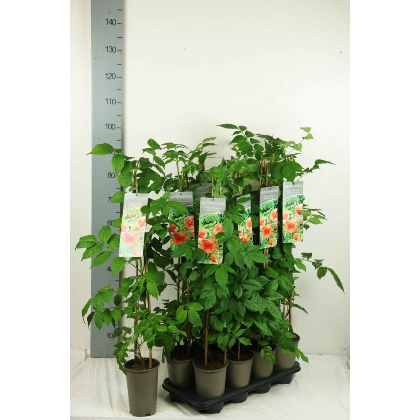 Trumpetranka – Campsis tagliabuana 'Mme Galen' - C2 60-80 CM Stick