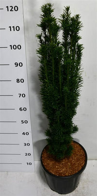 Idegran – Taxus baccata 'Fastigiata Robusta' - C18 100-125 cm.