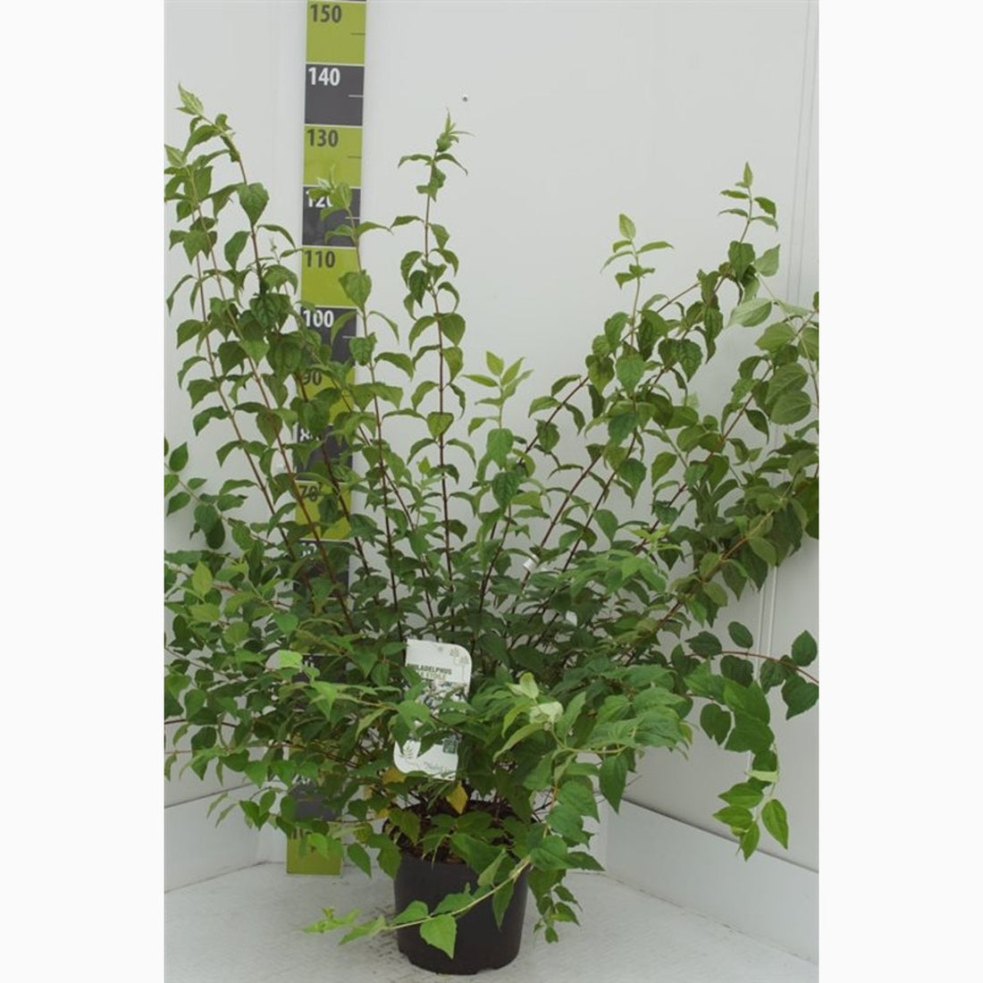 Schersmin – Philadelphus &