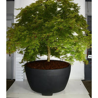 Japansk lönn – Acer palmatum 'Dissectum' - C 1040 Decopot 225-250 cm.