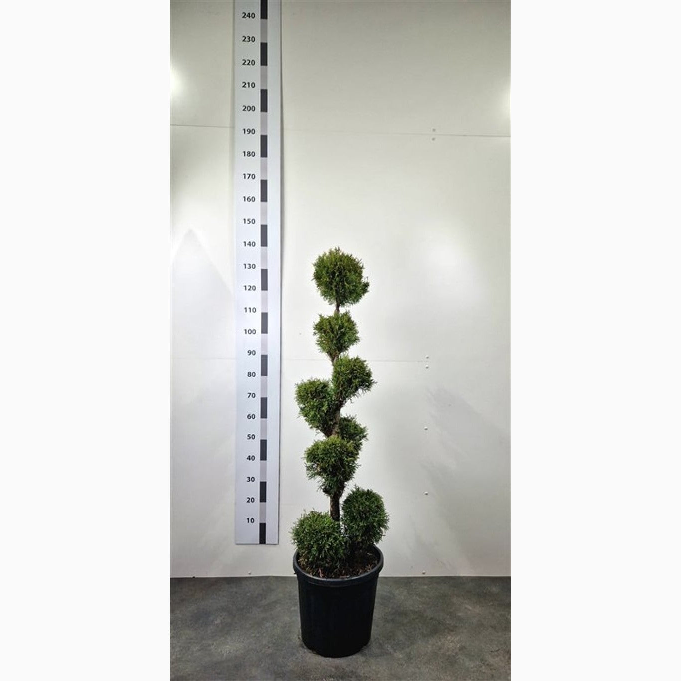 Thuja – Thuja occidentalis 'Smaragd' - 100-120 CM PonPon Cont.