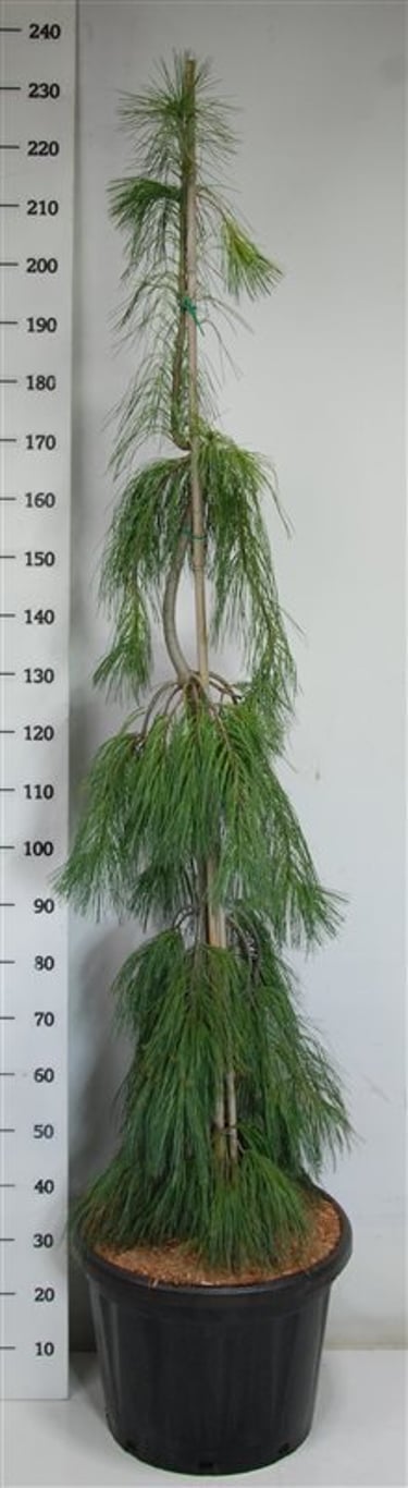 Västra vit­tall – Pinus strobus &
