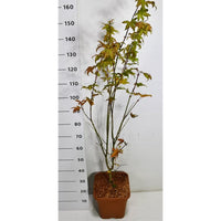 Japansk lönn – Acer palmatum 'Summer Gold' - C15 125/+ cm.