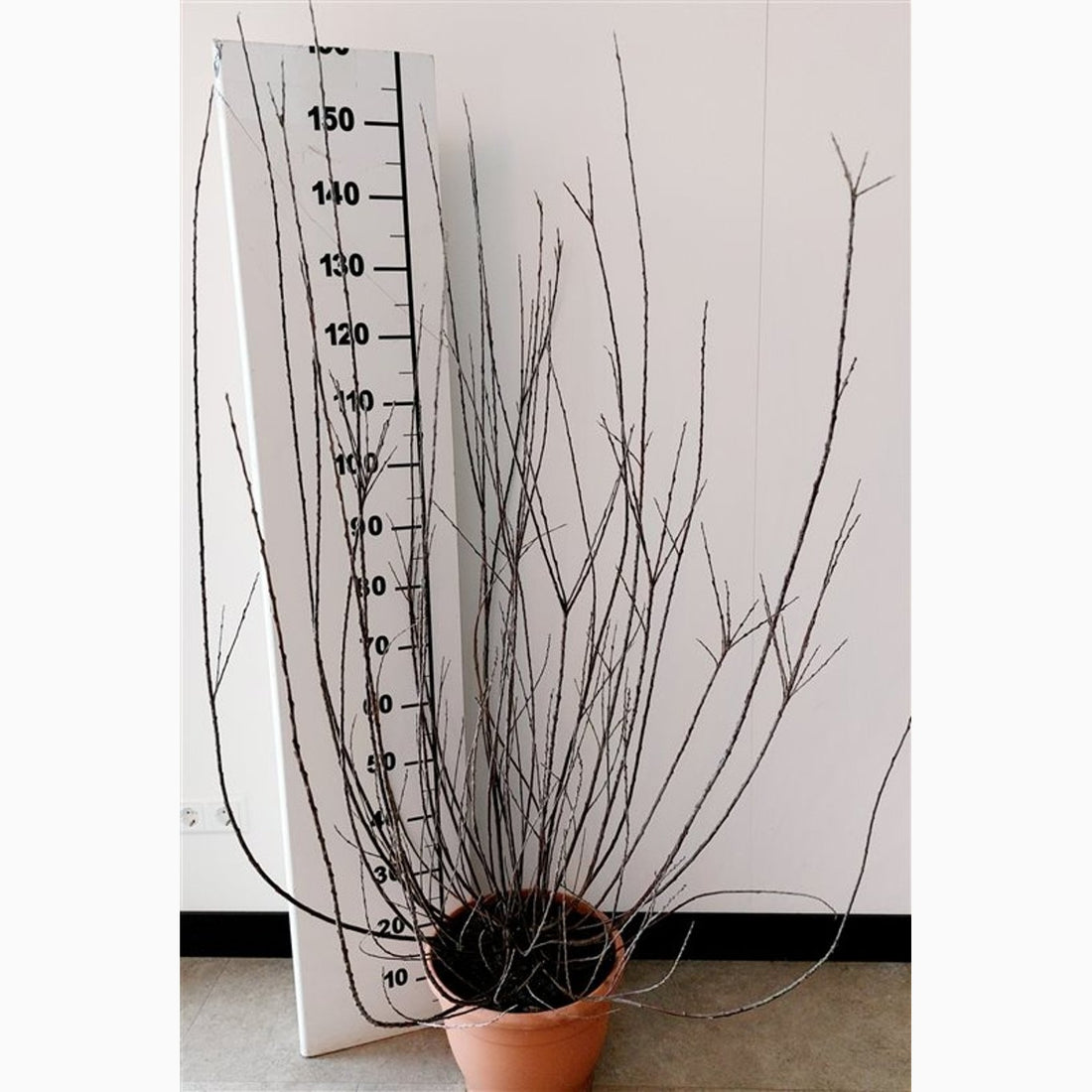 Vide – Salix irrorata - C15 150-175 CM