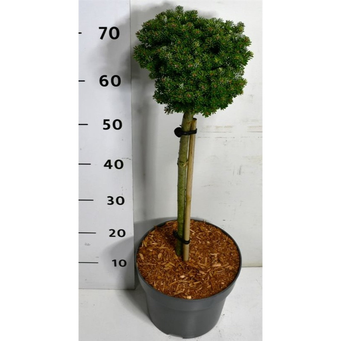 Koreagran – Abies koreana 'Silberlocke' - 40 CM Stem C7.5