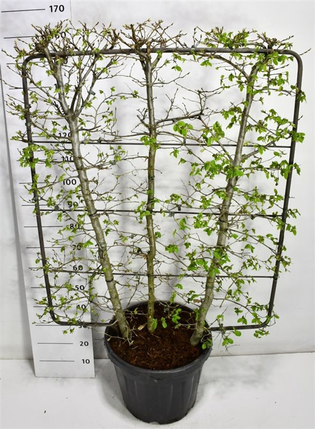 Avenbok – Carpinus betulus - C45 120 cm. Scherm